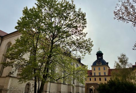 Blick auf die Moritzburg, im Vordergrund ein großer Baum